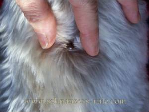 Bump On Dog S Lower Back Bump On Dog S Lower Back