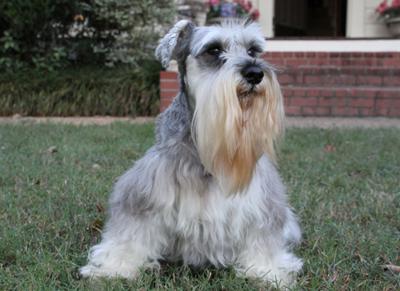 The most beautiful Schnauzer in all the land, Angel.