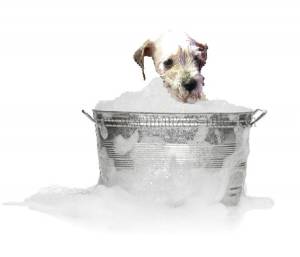 Schnauzer Dog Bath schnauzer dog bath, miniature schnauzer grooming