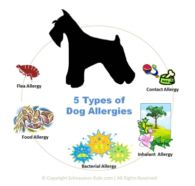 Ποια είναι τα είδη των αλλεργιών στον σκύλο;