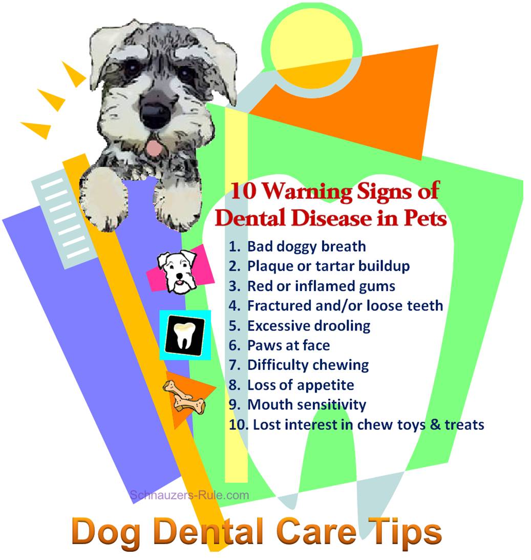  Ποια είναι τα σημεία της  Οδοντικής νόσου στο σκύλο;