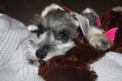 Mini Schnauzer Guess and her first Teddy Bear