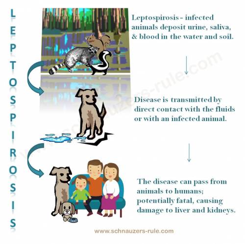 Images of human clinical signs - Leptospirosis Information