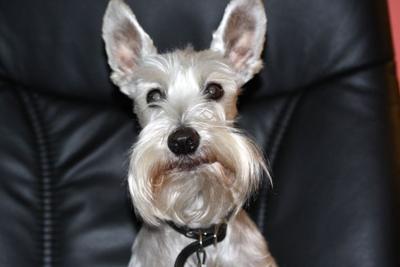 Miniature Schnauzer, Do you think I have big ears?