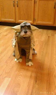 Halloween Schnauzer Yoda