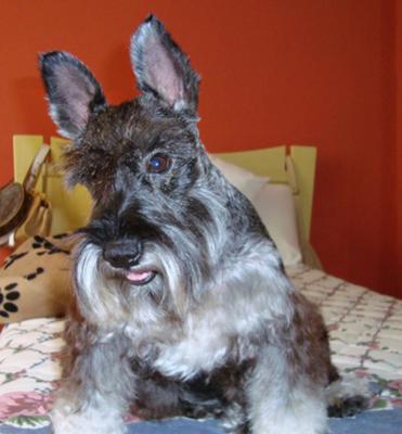 Miniature Schnauzer, Happy to see mommy!!! XD