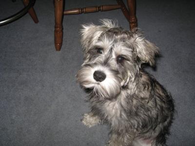 Miniature Schnauzer Puppies on Miniature Schnauzer  Daisy Mae