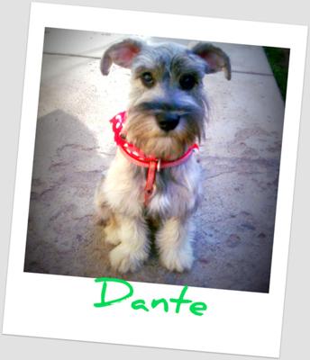 Miniature Schnauzer, i'm inocent!!