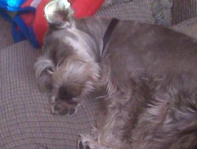 Miniature Schnauzer, Taking his nap on his paw.