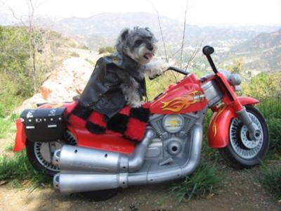 Miniature Schnauzer, Harley Hanz loves 2 ride!