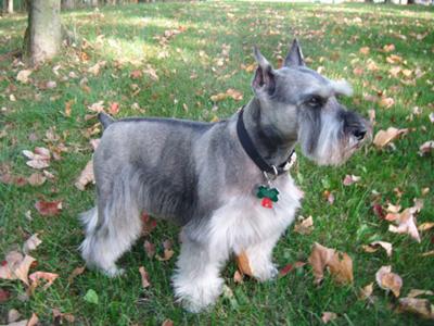 Miniature Schnauzer Quincy