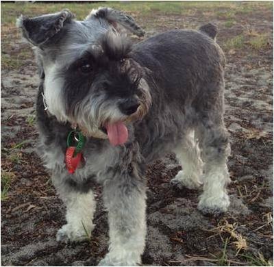 Mini Schnauzer Sasha