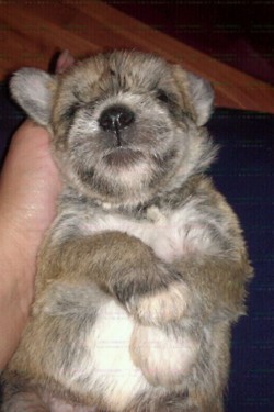 Mini Schnauzer puppy Pipa
