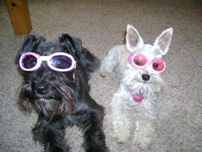 Sporting our Doggles 