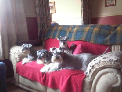 here's the pack lounging on the sofa