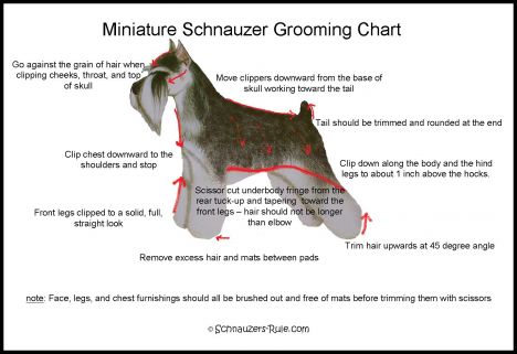 Dogs Hair Cuts Style on The Miniature Schnauzer Grooming Chart Below Shows The Basic Steps
