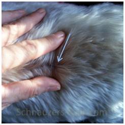 Natural Treatment For Black Skin Disease In Dogs Natural Treatment For Black Skin Disease In Dogs