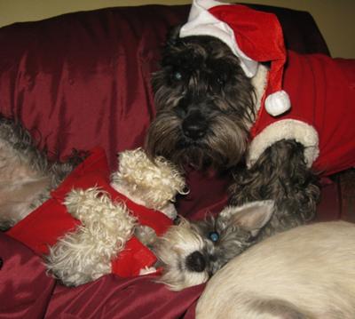 Schnauzers Lilly Belle and Ace