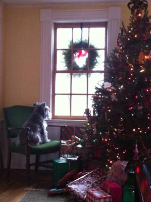 Chrismas season: skittles looking out to the street, one of his favorite pastimes 