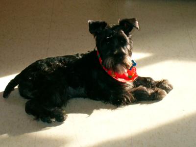 Sookie enjoying the warmth of the sun