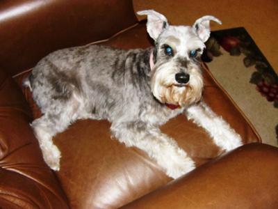 Miniature Schnauzer, Relaxing in daddys chair