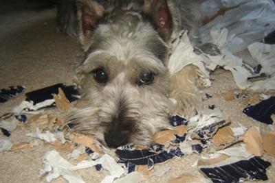 What fun Charlie had destroying this Lands' End shoebox!