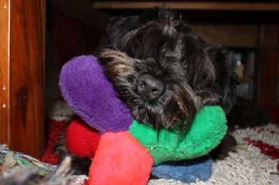 Miniature Schnauzer, kipper with his favorite toy