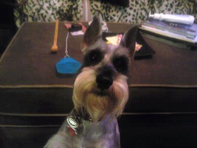 Miniature Schnauzer, Mr. Myles very alert after asking him if he wants to go bye-bye!