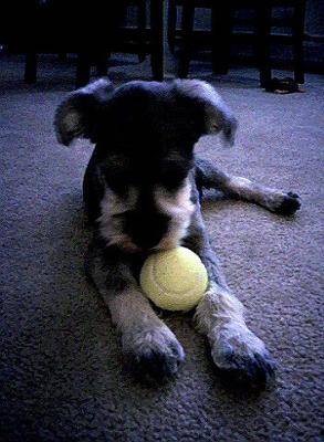 Rambo and his favorite ball!