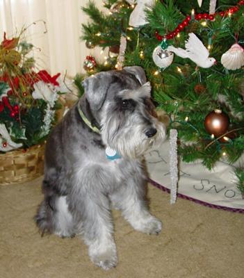 Miniature Schnauzer, Ebenezer at Christmas 2009