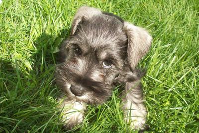 Mini Schnauzer Tanner 8 weeks old , his 1st time in grass