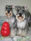 Jingle Bell and Happy with their Kong Wobbler