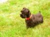 Miniature Schnauzer Puppy