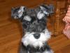 Miniature Schnauzer Puppy