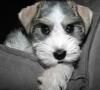 miniature schnauzer puppy picture