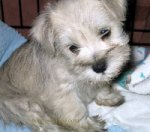 miniature Schnauzer puppy