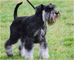 black and silver schnauzer