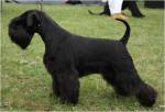 black schnauzer