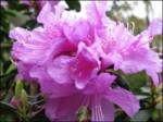 Azalea poisonous plants dogs