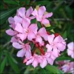 Oleander dangerous to dogs