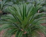 Sago Palm toxic to dogs
