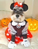 schnauzer halloween