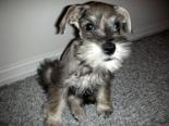 miniature schnauzer puppy