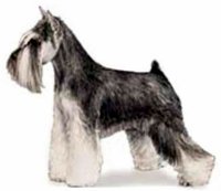 AKC Miniature Schnauzer