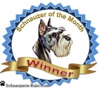 Schnauzer dog contest winner