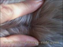miniature schnauzer bumps, schnauzer comedones