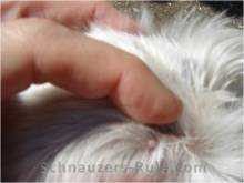 schnauzer bumps, fibroma