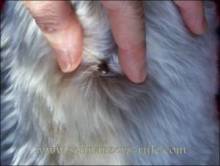 schnauzer bumps, fibroma