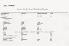 dog urinalysis, dog urine test