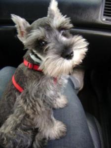 Miniature schnauzer peeing sales in the house